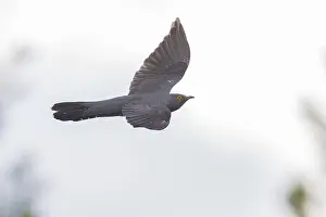 European Birds In Flight Prints: Common Cuckoo in flight