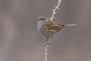 European Fauna And Flora Prints: Common Dunnock, Prunella modularis modularis