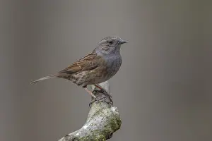 Songbird Perched On Branch Prints: Common Dunnock, Prunella modularis modularis