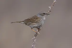 Rural Wildlife Photography Prints: Common Dunnock, Prunella modularis modularis