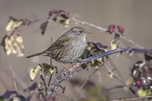 Songbird Perched On Branch Prints: Common Dunnock, Prunella modularis modularis