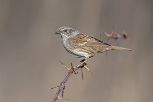 Songbird Perched On Branch Prints: Common Dunnock, Prunella modularis modularis