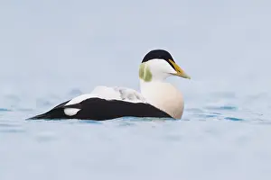 Common Eider Bird Prints: Common Eider