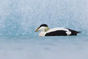 Common Eider Bird Prints: Common Eider