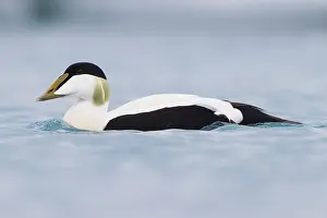 Wildlife Animals Prints: Common Eider