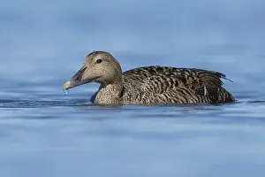 Common Eider Bird Prints: Common Eider