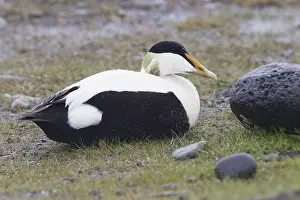 Common Eider Bird Prints: Common Eider