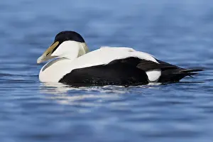 Common Eider Bird Prints: Common Eider