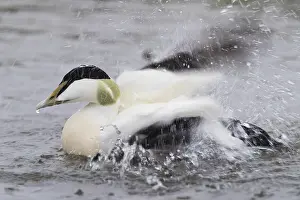Common Eider Bird Prints: Common Eider