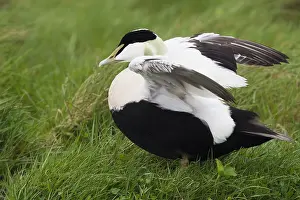 Common Eider Prints: Common Eider