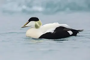 Common Eider Prints: Common Eider, Somateria mollissima borealis