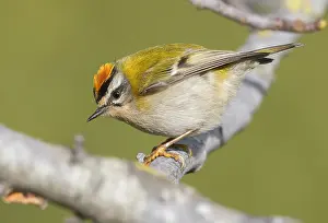 Common Firecrest Prints: Common Firecrest, Regulus ignicapilla