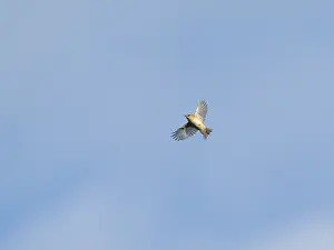 In Flight Bird Photography Prints: Common Firecrest;Regulus ignicapilla