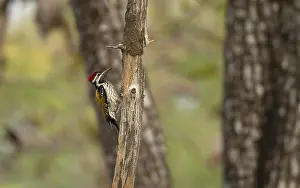Wild Animal Pictures Online Prints: Common Flameback, Dinopium javanese
