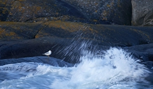 Nature Photography Finland Prints: Common gull, larus canus