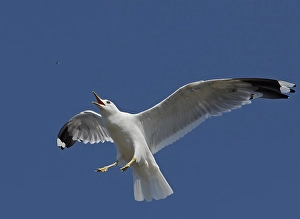 Common Gull Print, Utö Finland August 2016