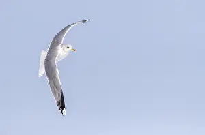 Blue Sky Wildlife Scene Prints: Common Gull, Larus canus