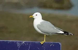 Larus Canus Prints: Common Gull, Larus canus