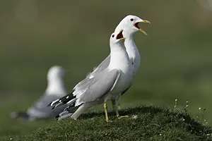 Denmark Nature Photography Prints: Common Gull, Larus canus