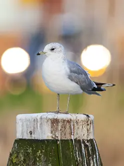 Larus Canus Habitat Prints: Common Gull, Larus canus canus