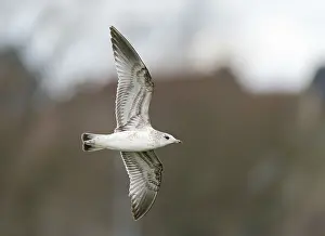 Common Gull Prints: Common Gull;Larus canus