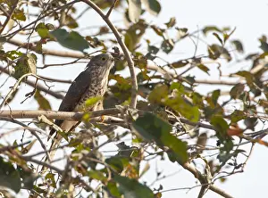 Print of a Common Hawk-Cuckoo perched in foliage