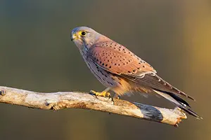 Falco Tinnunculus Species Prints: Common Kestrel