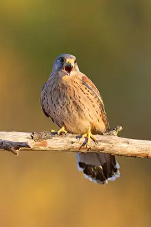 Common Kestrel Pictures Prints: Common Kestrel