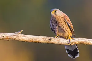 Common Kestrel Images Prints: Common Kestrel