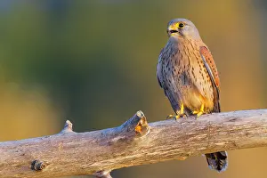 Falco Tinnunculus Species Prints: Common Kestrel