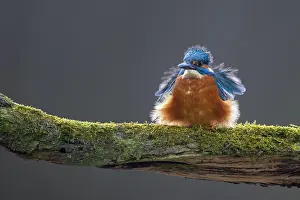 Netherlands Nature Photography Prints: Common Kingfisher, Alcedo atthis