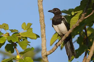 Corvidae Family Birds Prints: Common Magpie