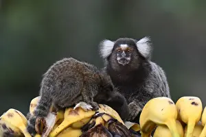 Natural Environment Animal Photos Prints: Common Marmoset, Callithrix jacchus