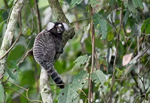Common Marmoset Prints: Common Marmoset, Callithrix jacchus