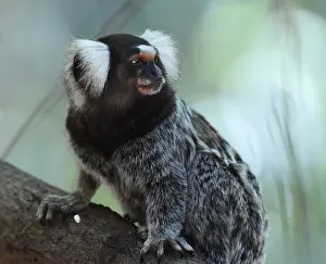Vulnerable Species Prints: Common Marmoset, Callithrix jacchus