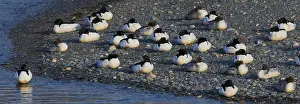 Common Merganser Prints: Common Merganser