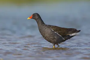 Common Moorhen Prints: Common Moorhen