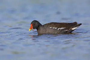 Common Moorhen Prints: Common Moorhen