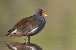 Wildlife Birds Europe Prints: Common Moorhen