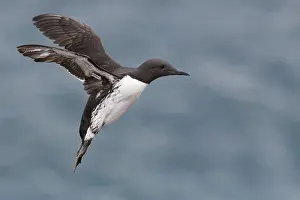 Charadriiformes Birds Europe Prints: Common Murre