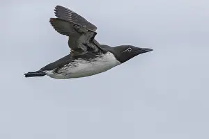 Wildlife Nature Images Prints: Common Murre