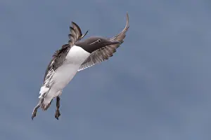 Common Murre Print - Adult in Flight