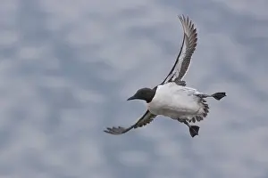 Nature Photography Birds Prints: Common Murre
