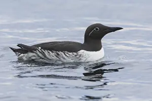 Adult Bird Species Prints: Common Murre