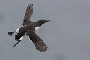 Wildlife Animals Prints: Common Murre