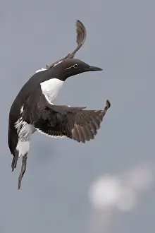 European Bird Prints: Common Murre