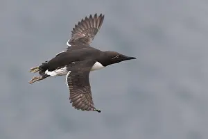 Nature Photography Birds Prints: Common Murre