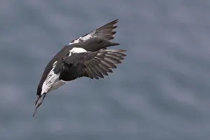 European Seabirds In Flight Prints: Common Murre