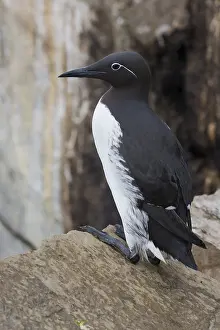 Wildlife Nature Photos Prints: Common Murre
