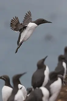 Vertical Bird Images Prints: Common Murre